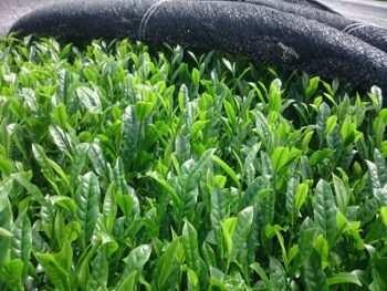 パーマリンク先: お茶へのこだわり